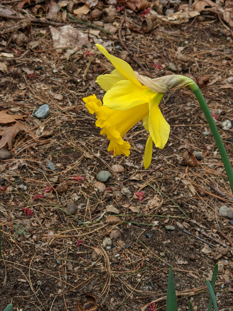 A daffodil.