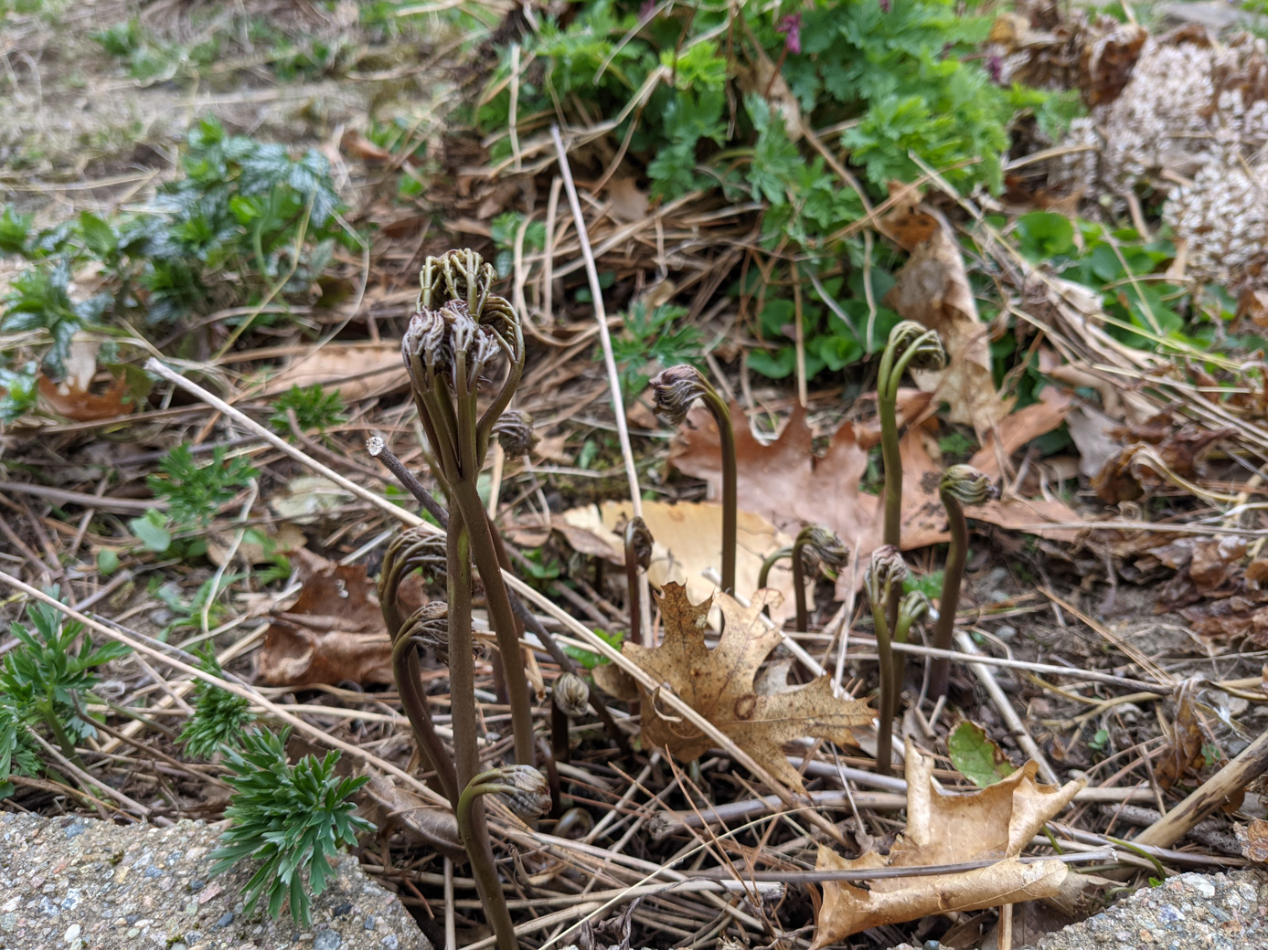 Baneberry plants sprouting in springtime