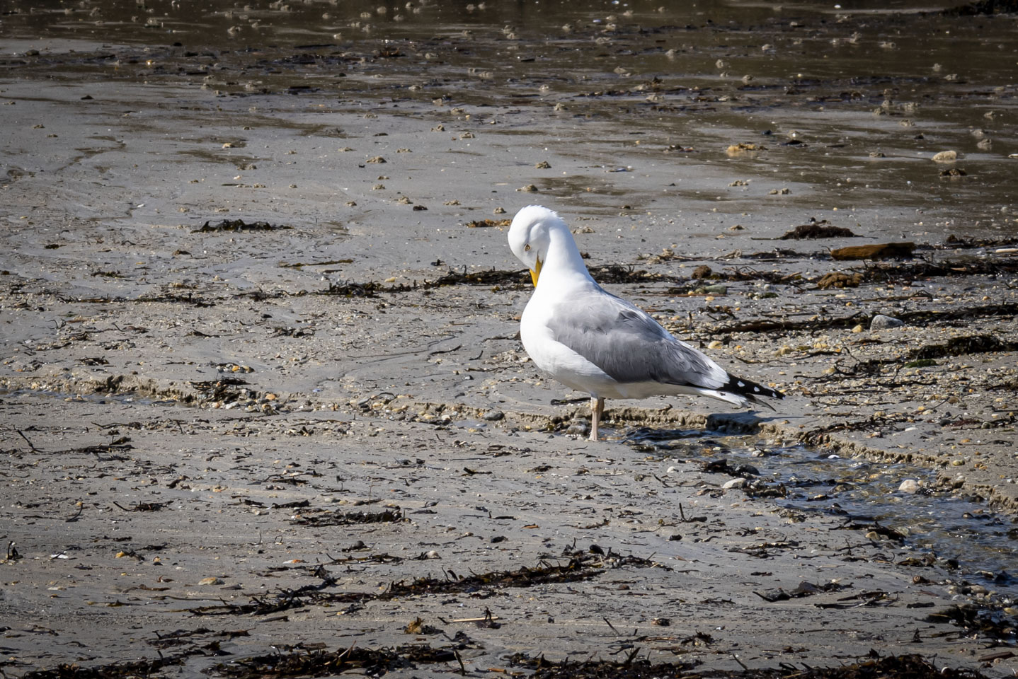herring gull doing some grooming