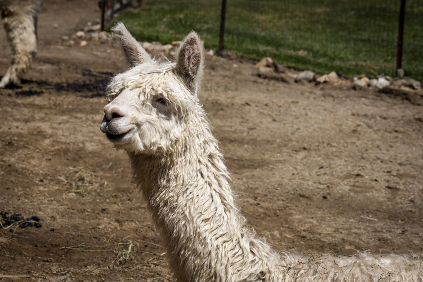 A cream colored Suri alpaca