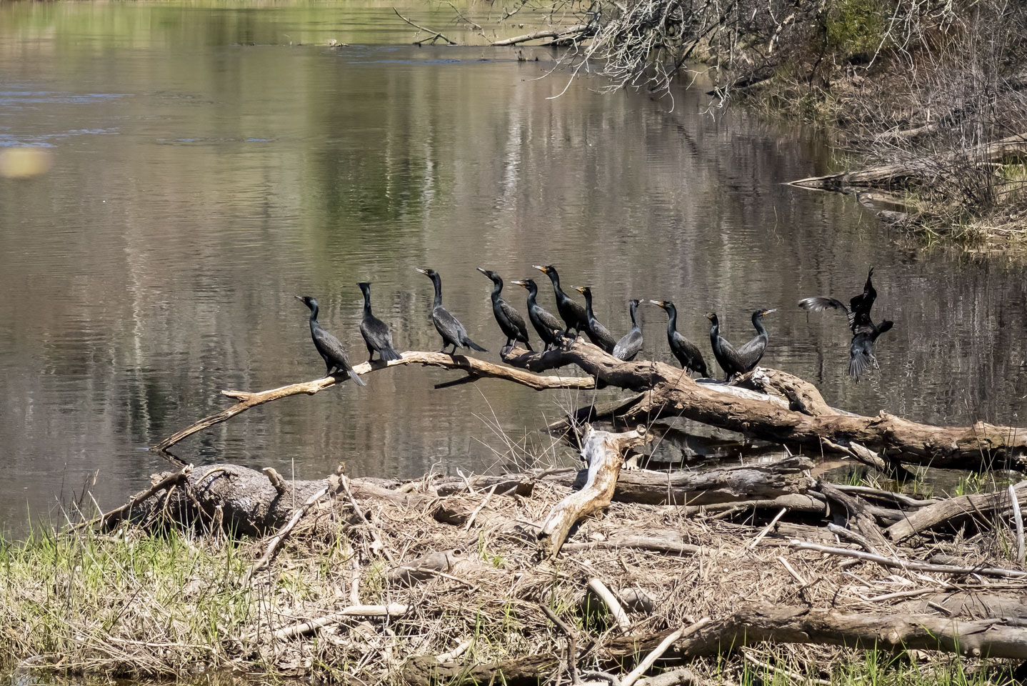 A line of cormorants on a log