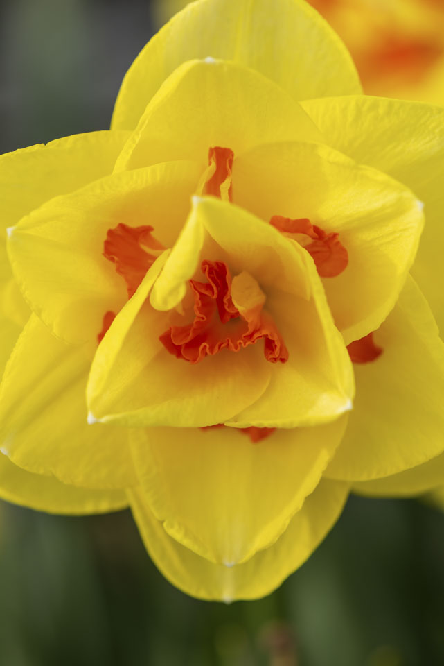 daffodil close-up