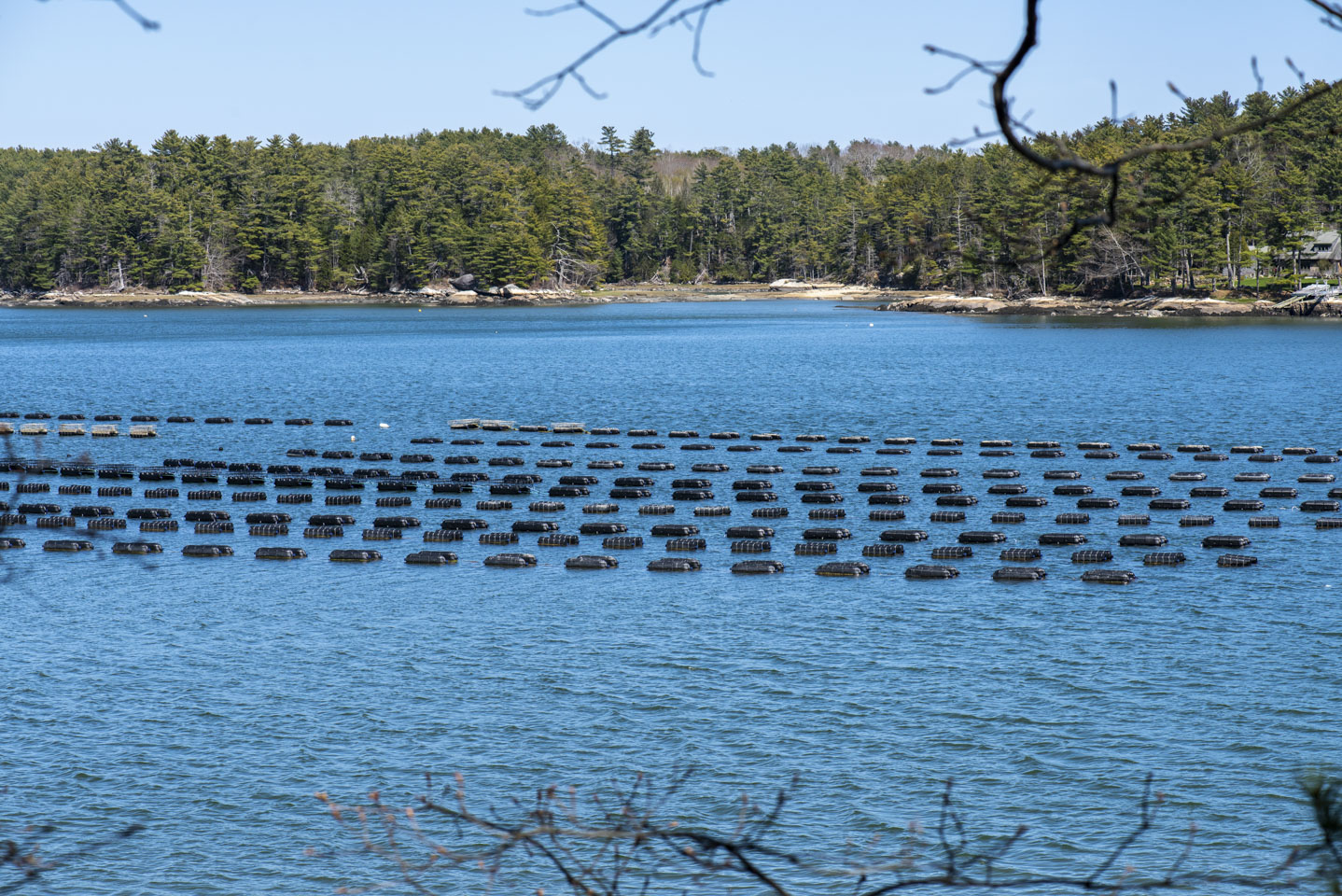 oyster farm cages in the river