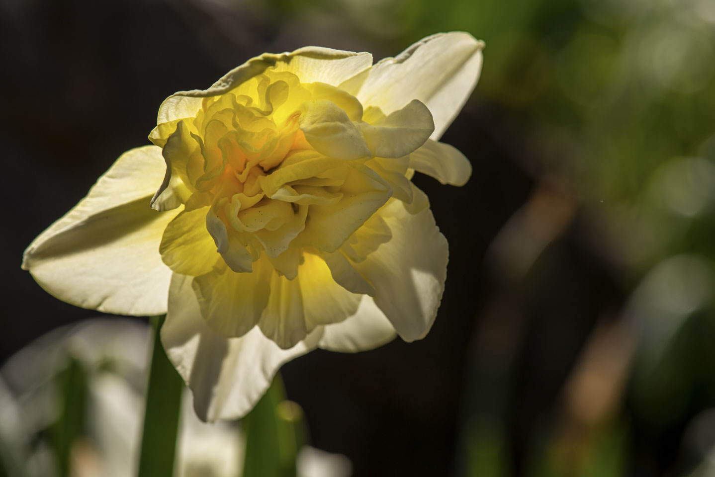 Daffodil with sunlight shining through petals