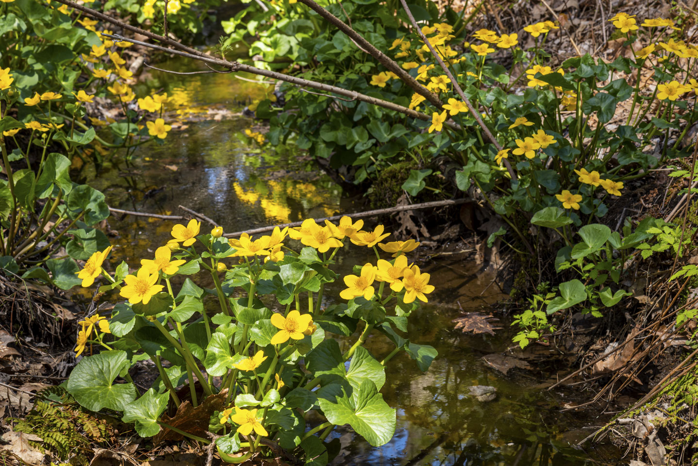 yellow flowers along a wood brook