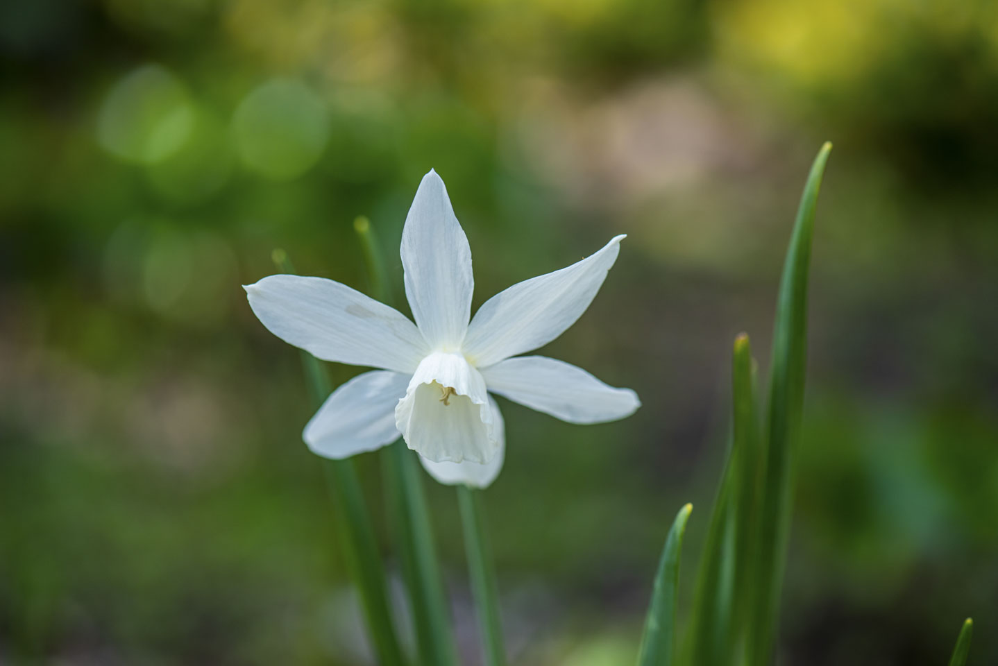 single white daffodil