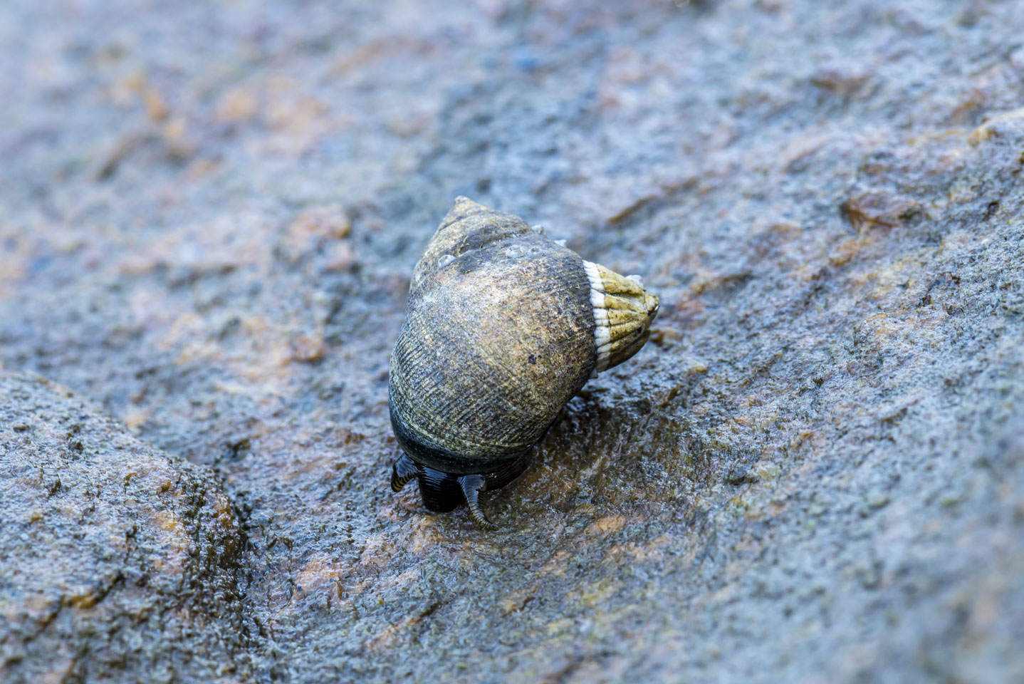 a snail