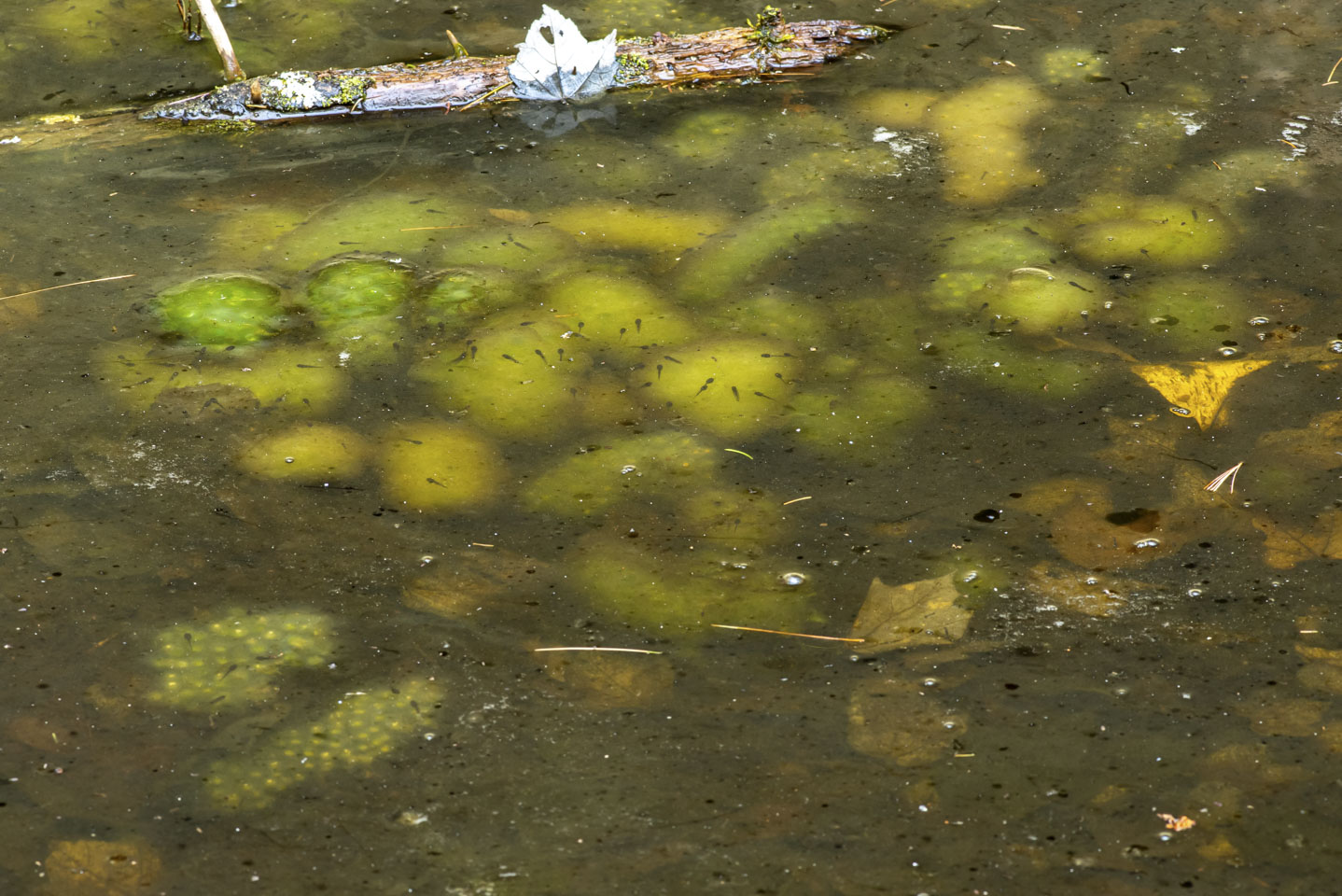 tadpoles seen swimming above frog egg sacks in a vernal pool