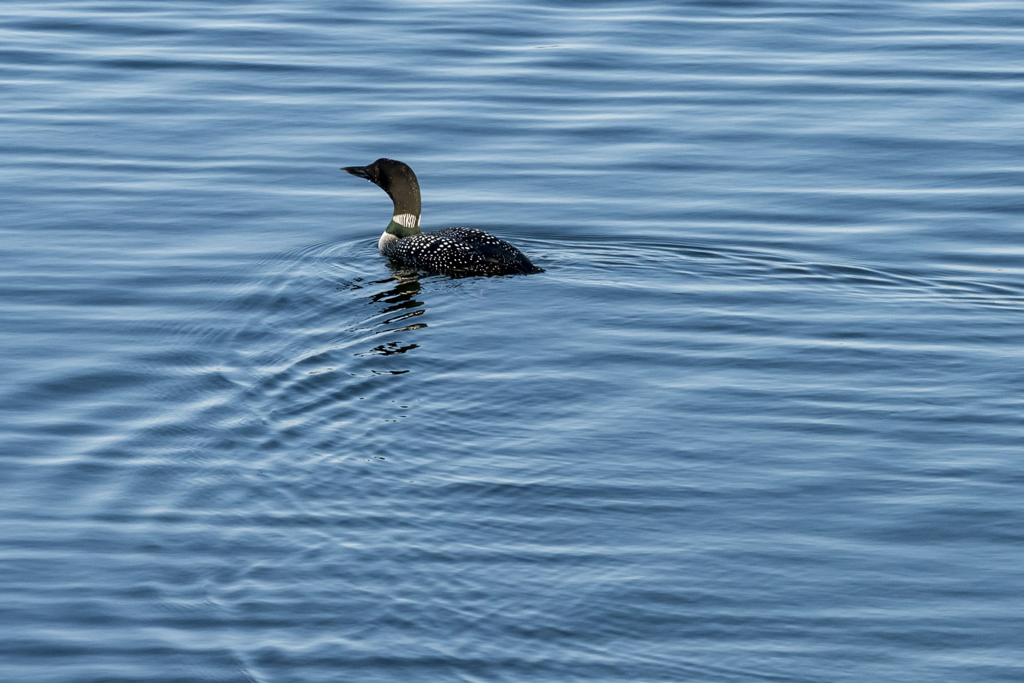 Loon in the water in Boothbay Harbor