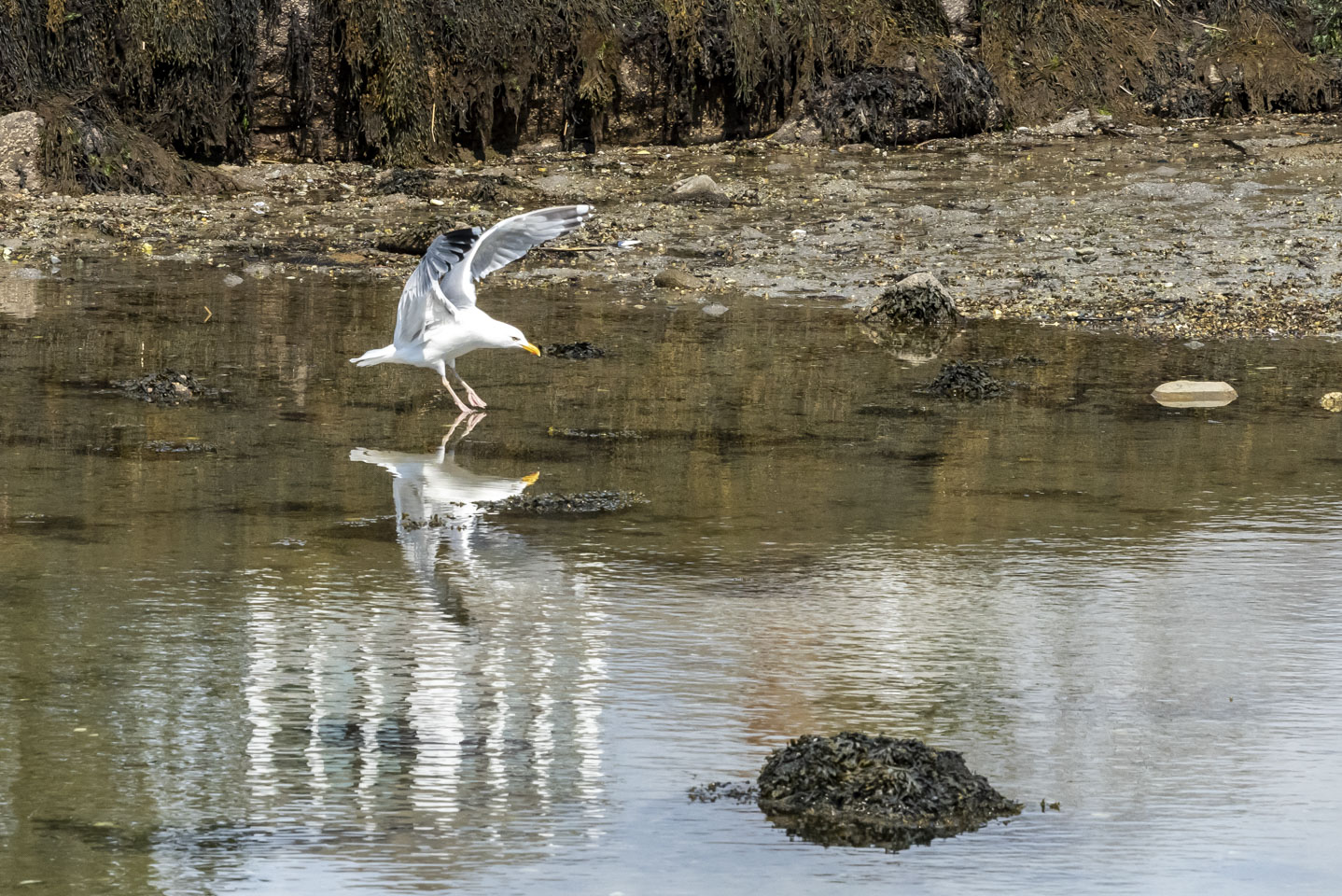 Herring gull landing