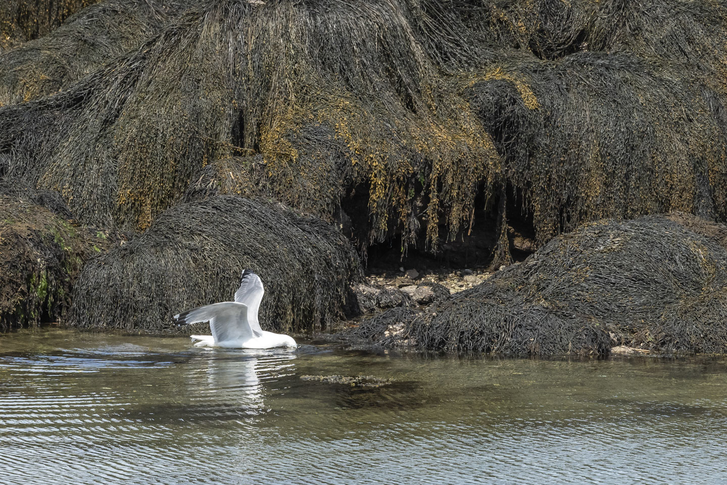 Herring gull toying with a crab
