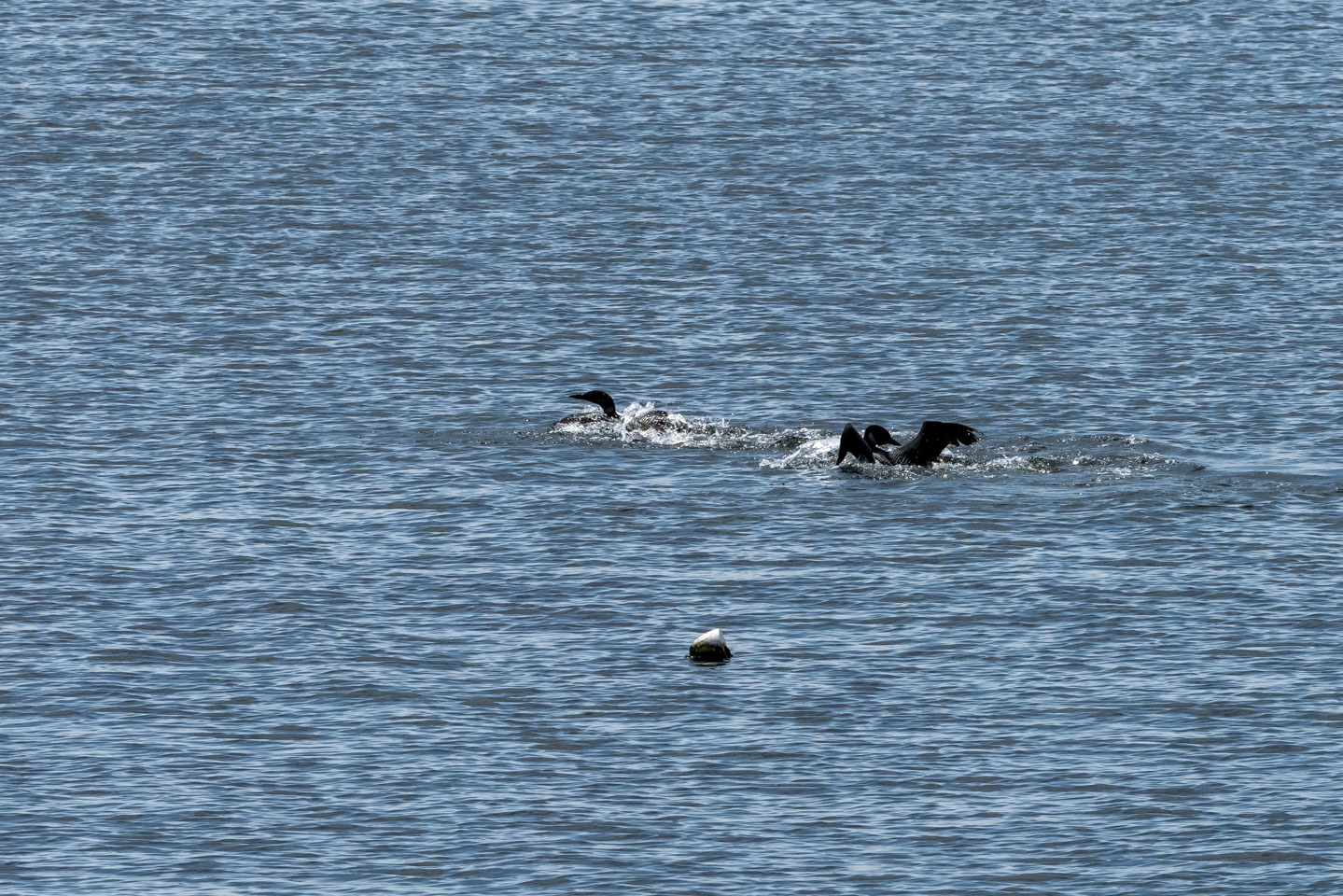 Two loons in the water, Newagan