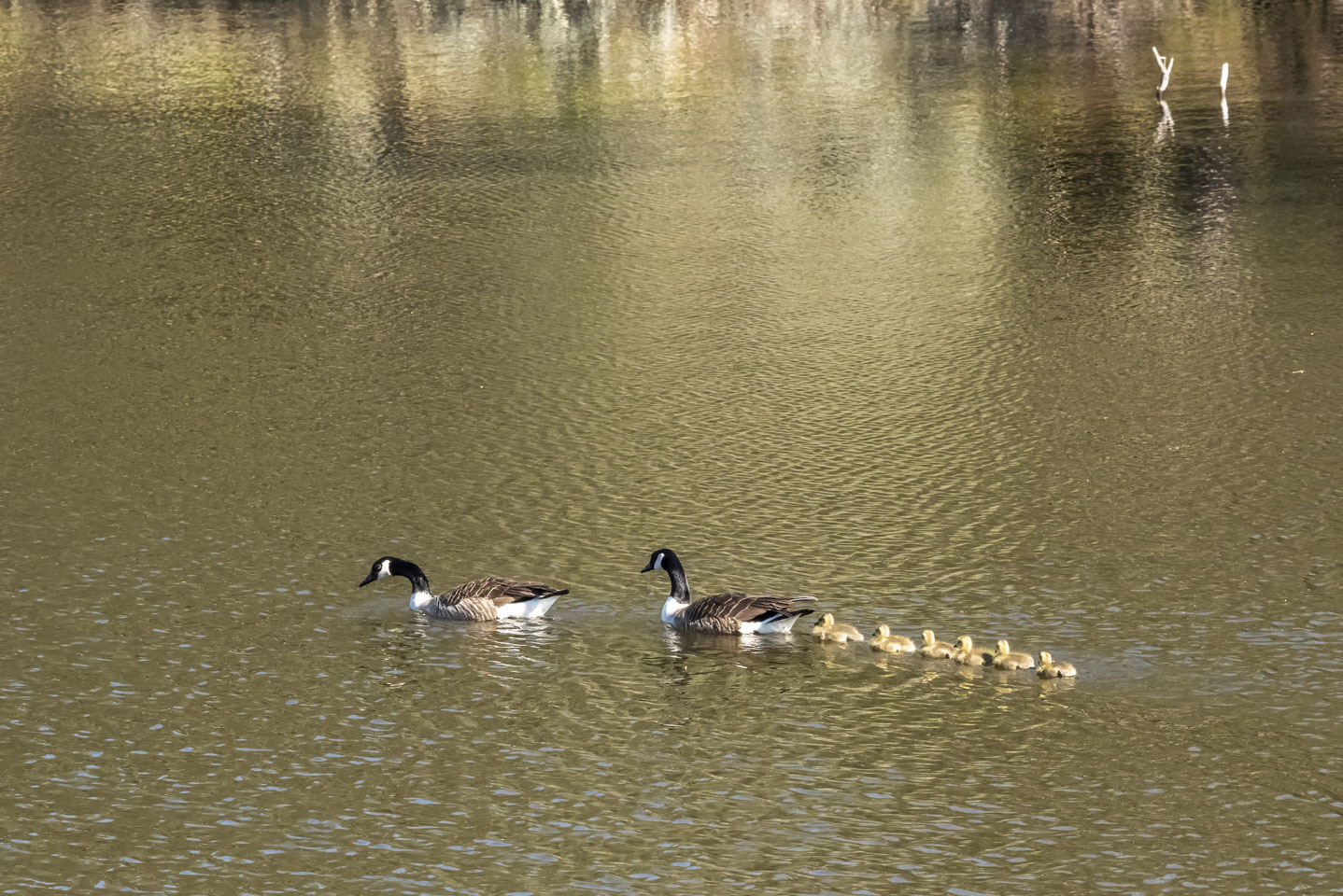 Two adult Canada Geese trailed by goslings