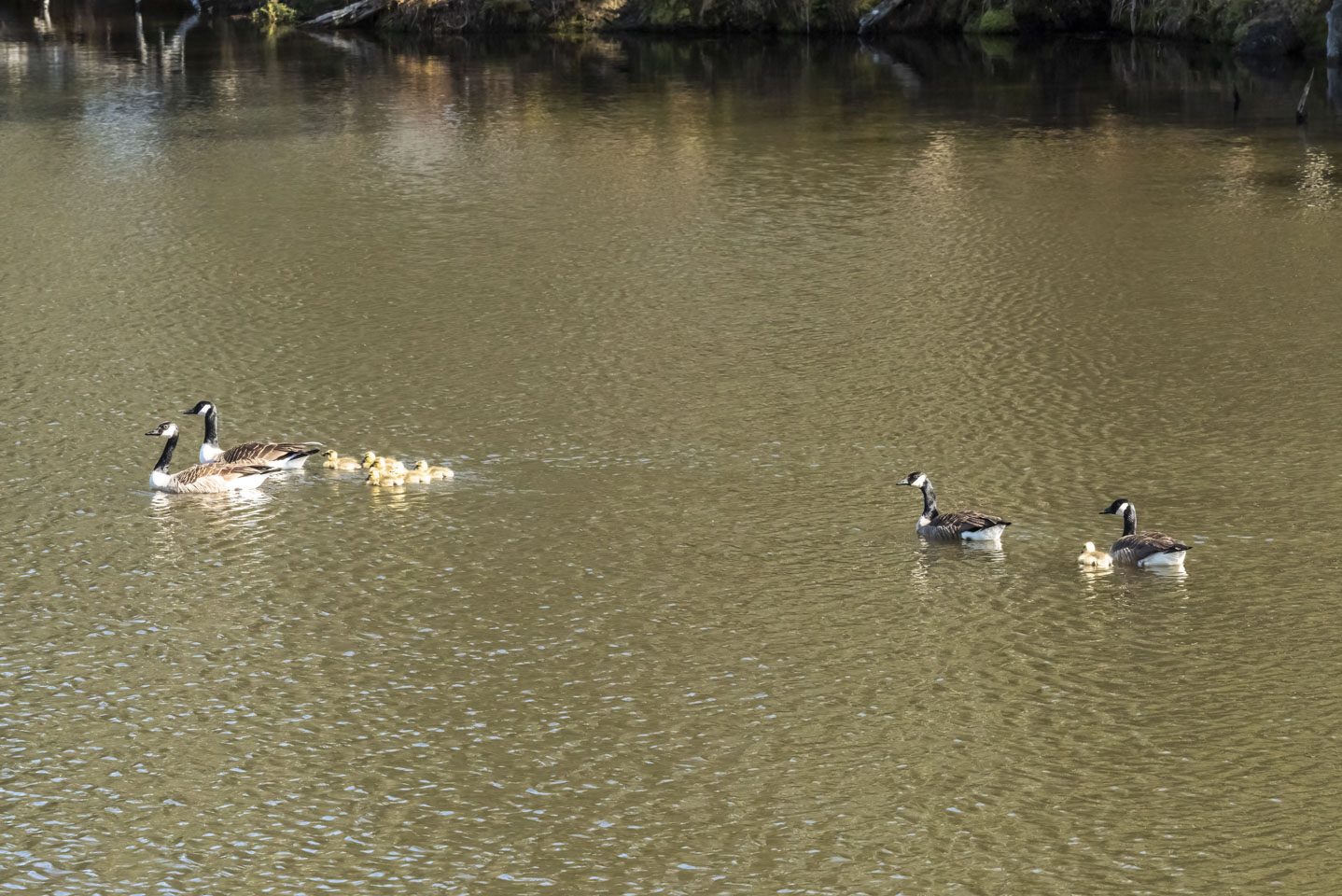 Two Canada Geese families, one larger than the other