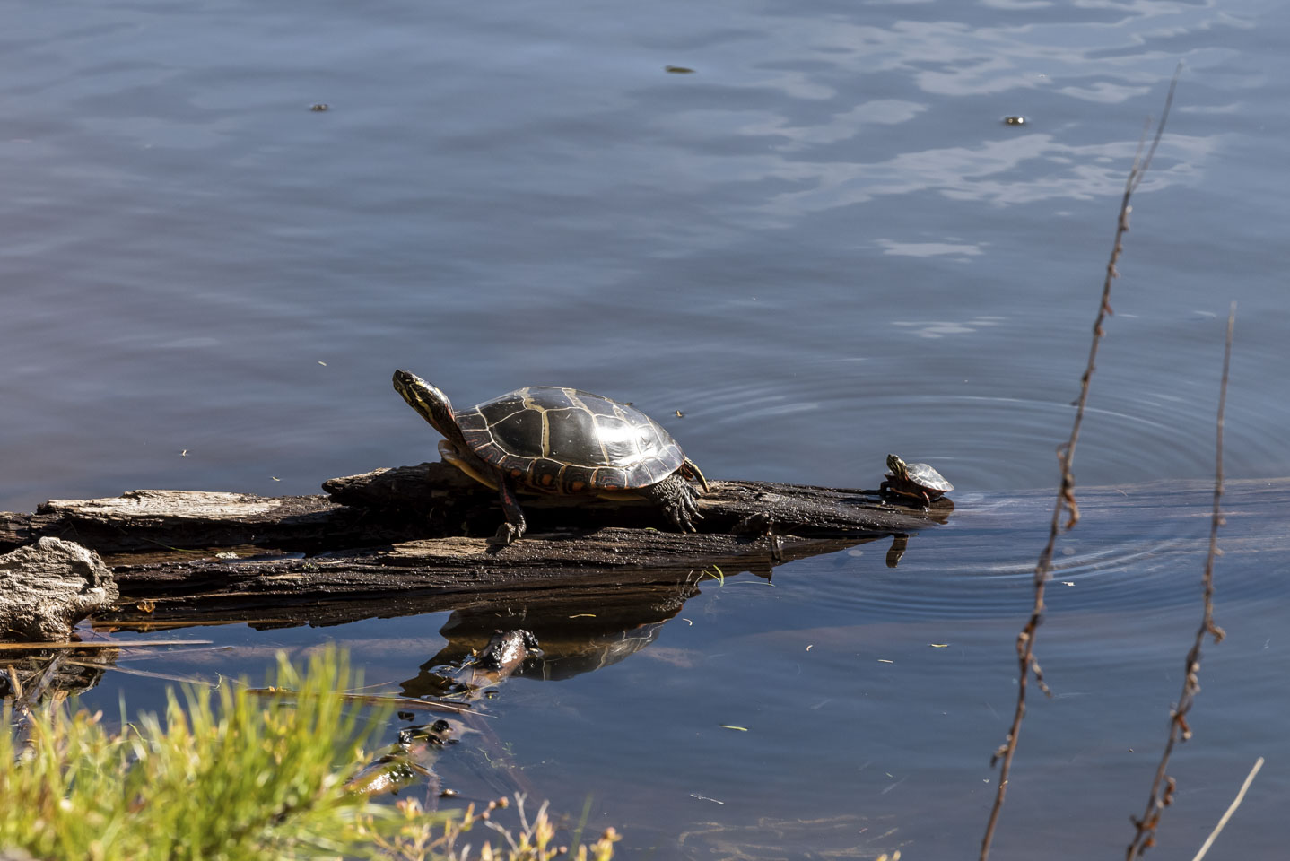 An adult and a juvenile turtle on a log