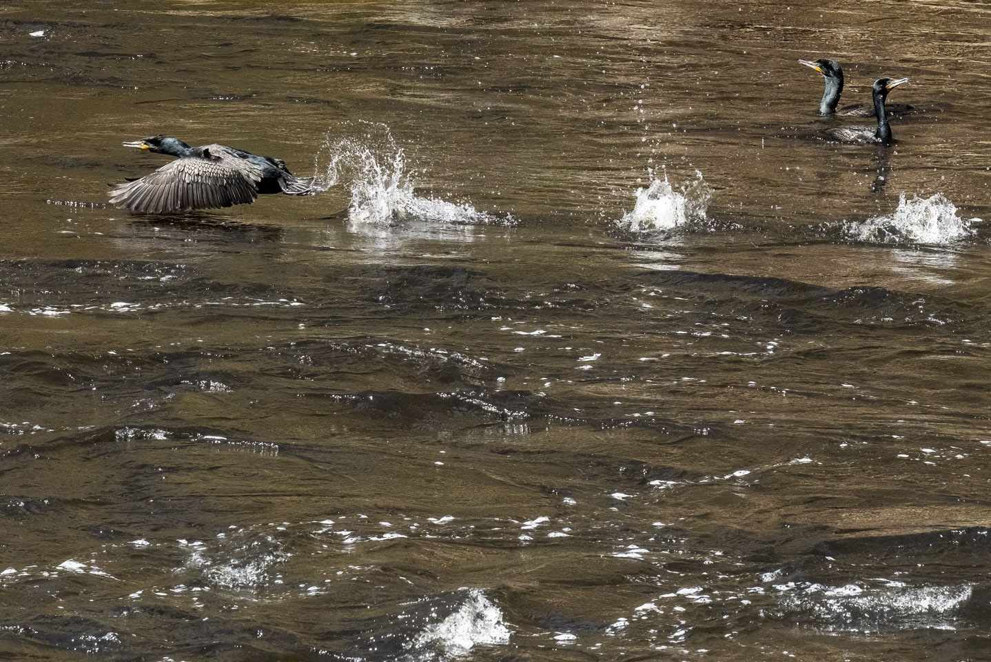 A cormorant taking off with two others still in the water
