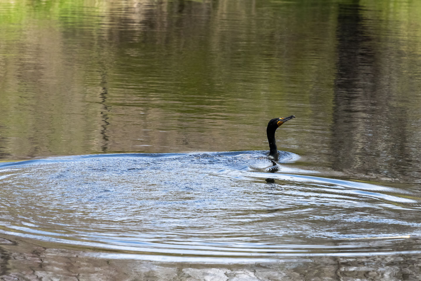 A cormorant swimming away