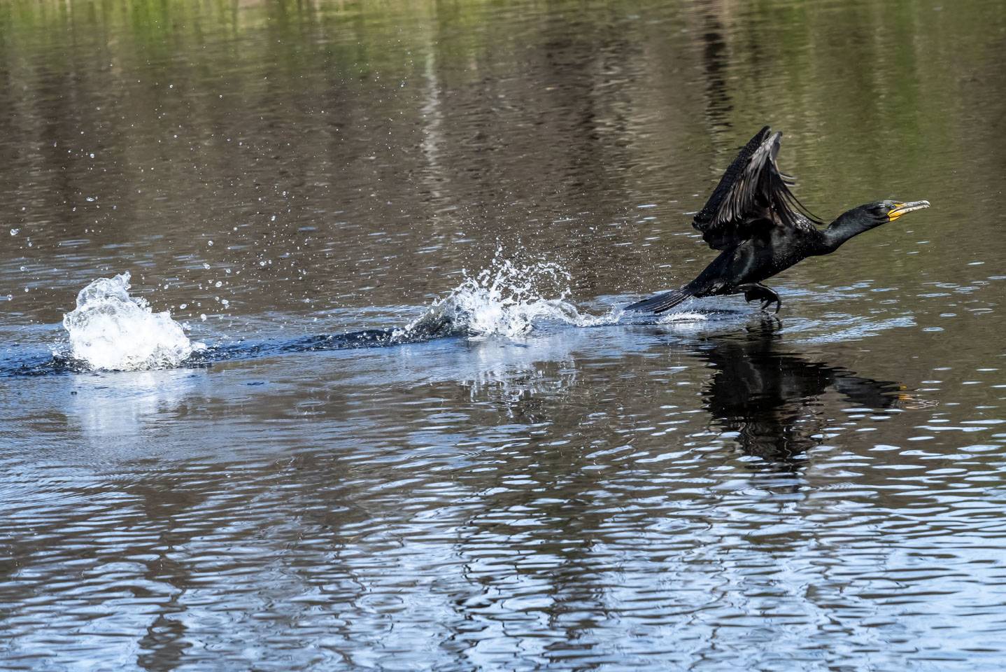 A cormorant in the process of taking off from water