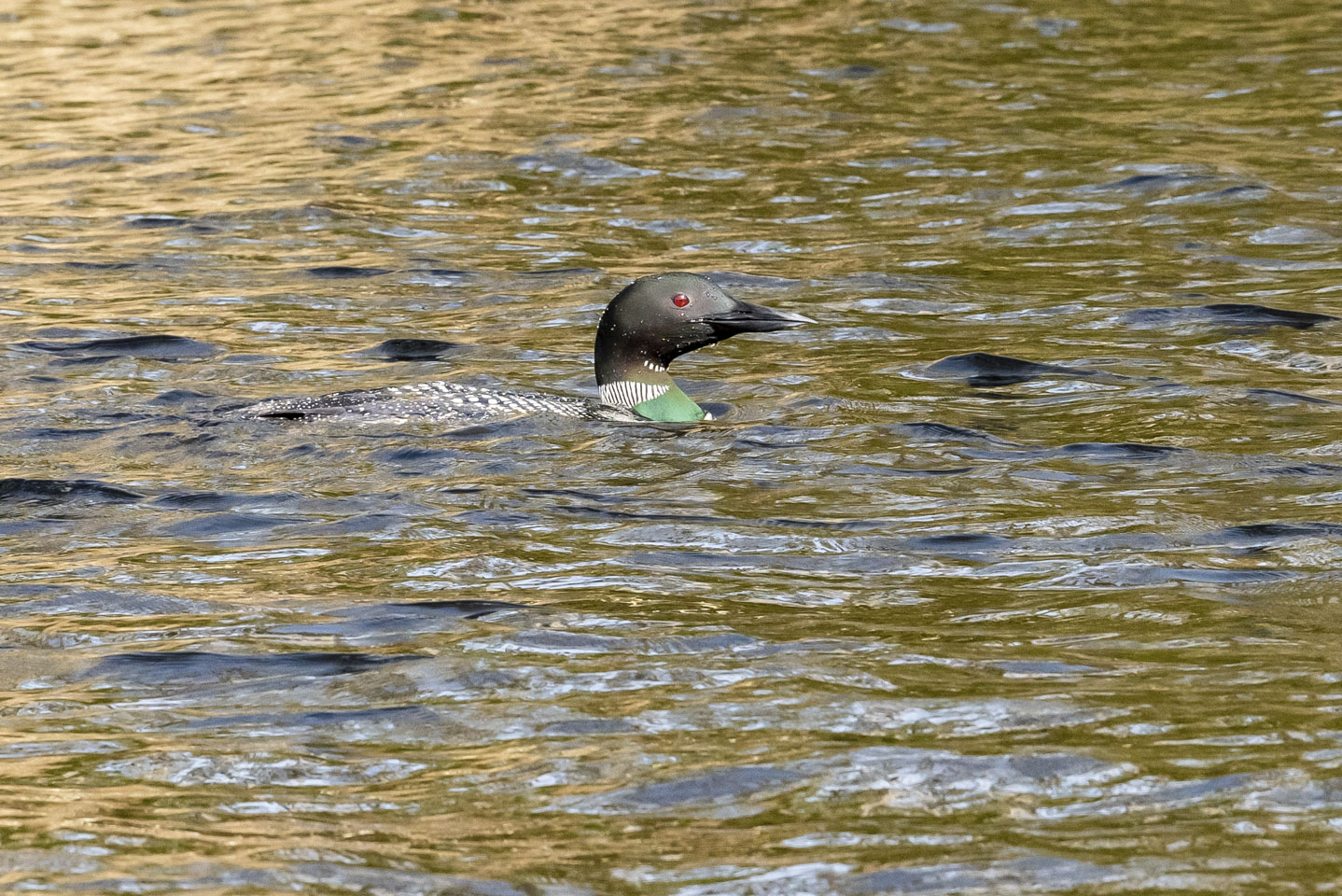 Loon in the water, Murray Preserve