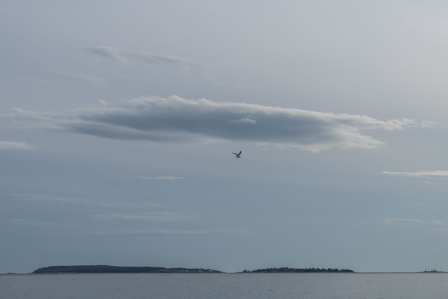 A single bird flying over the ocean