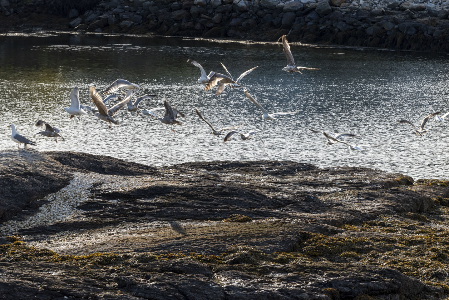 A flock of gulls taking off from a rock