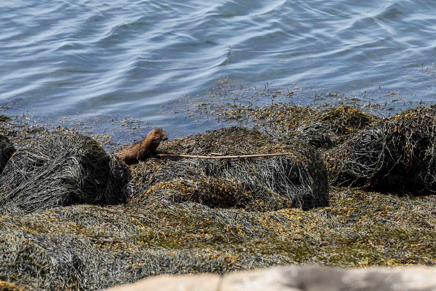A mink at the edge of the water
