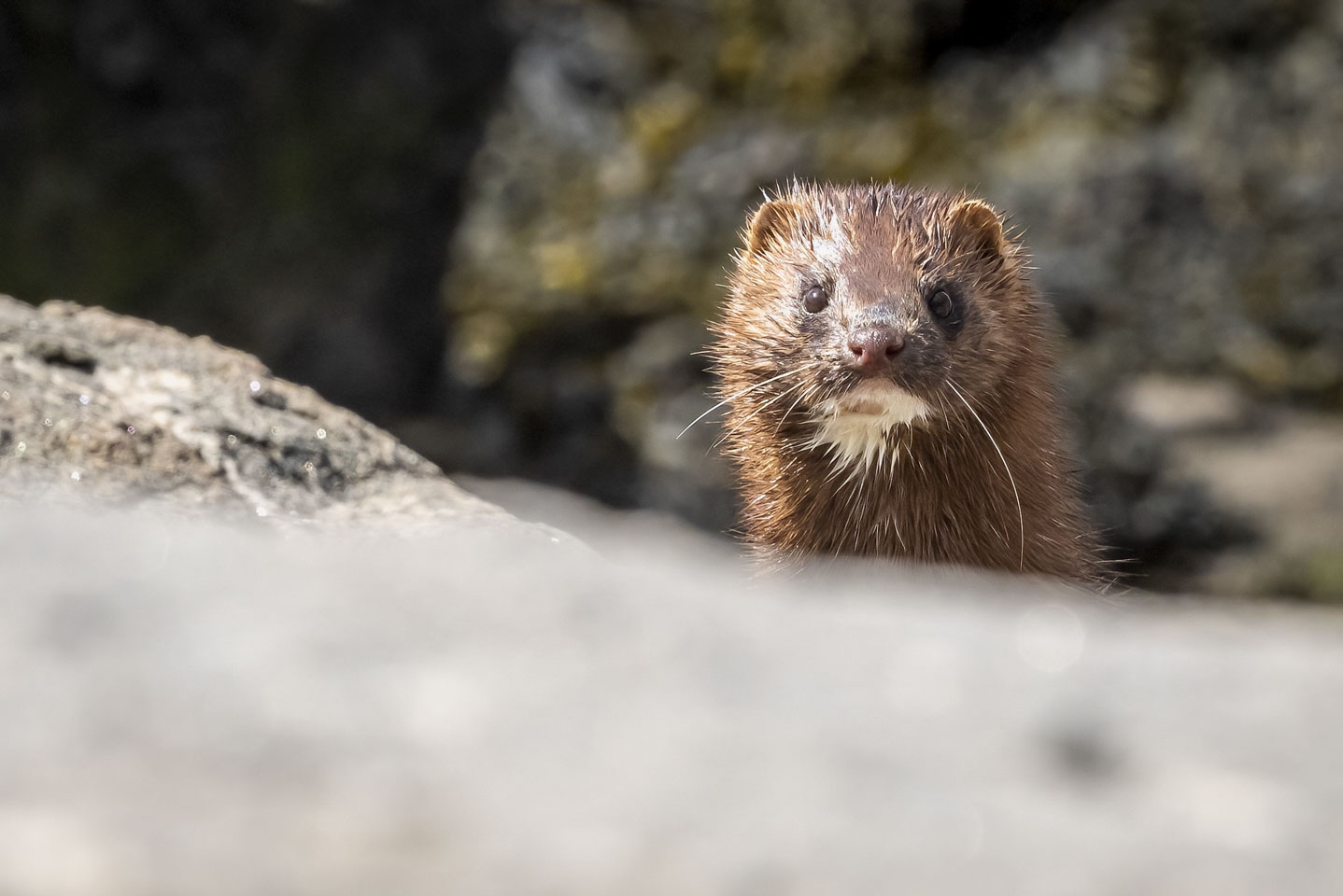 A mink peering over a rock