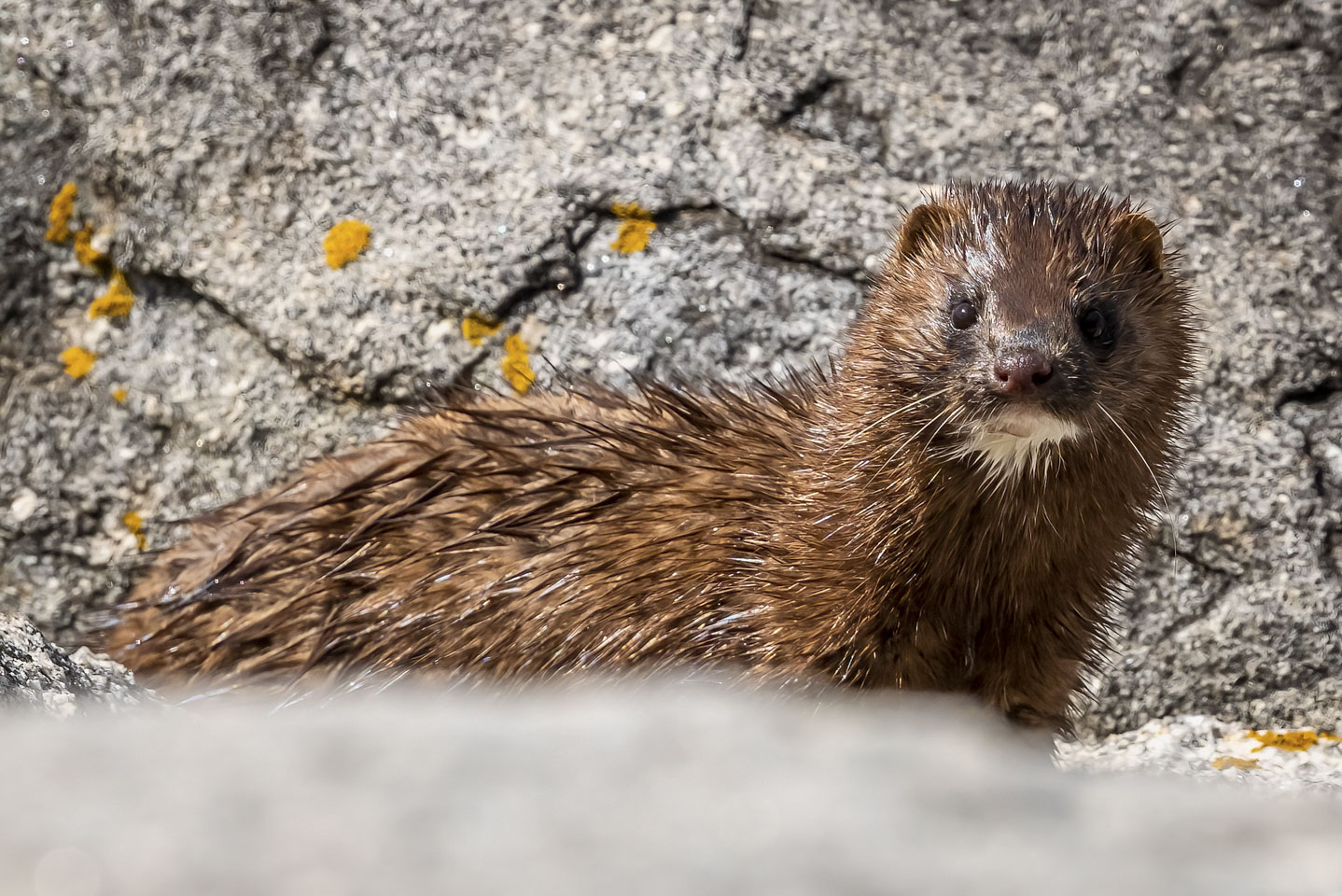 A mink peering over a rock