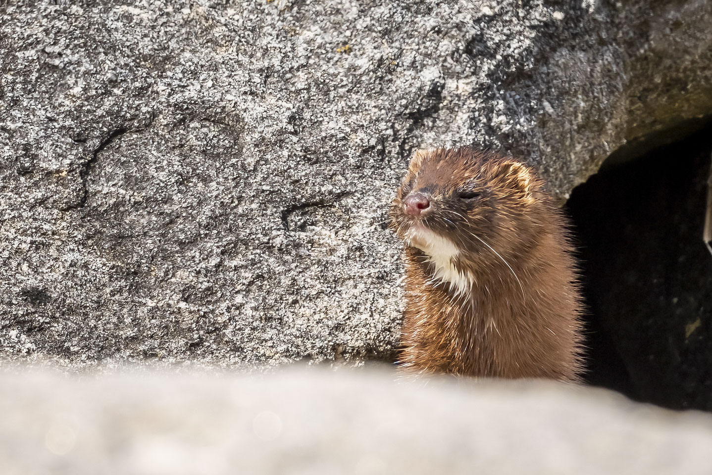 A mink with its eyes closed