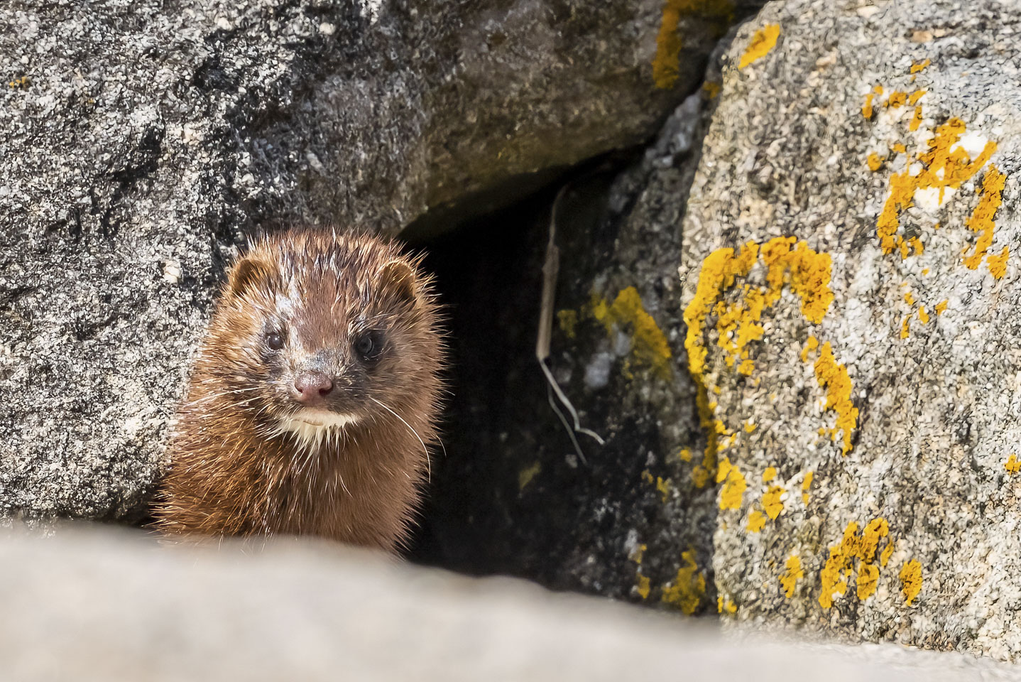 A mink looking at the camera