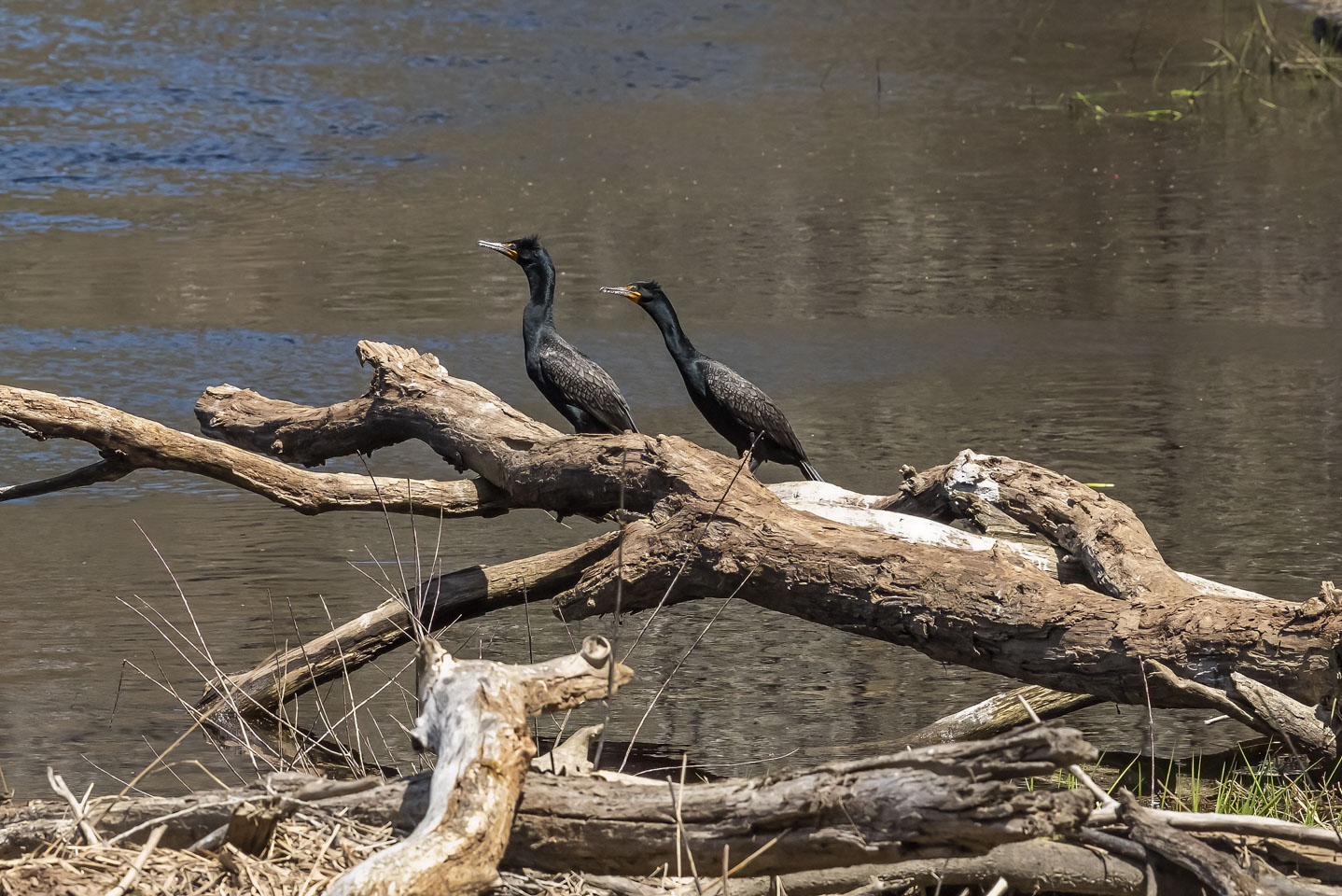 Two cormorants on a log