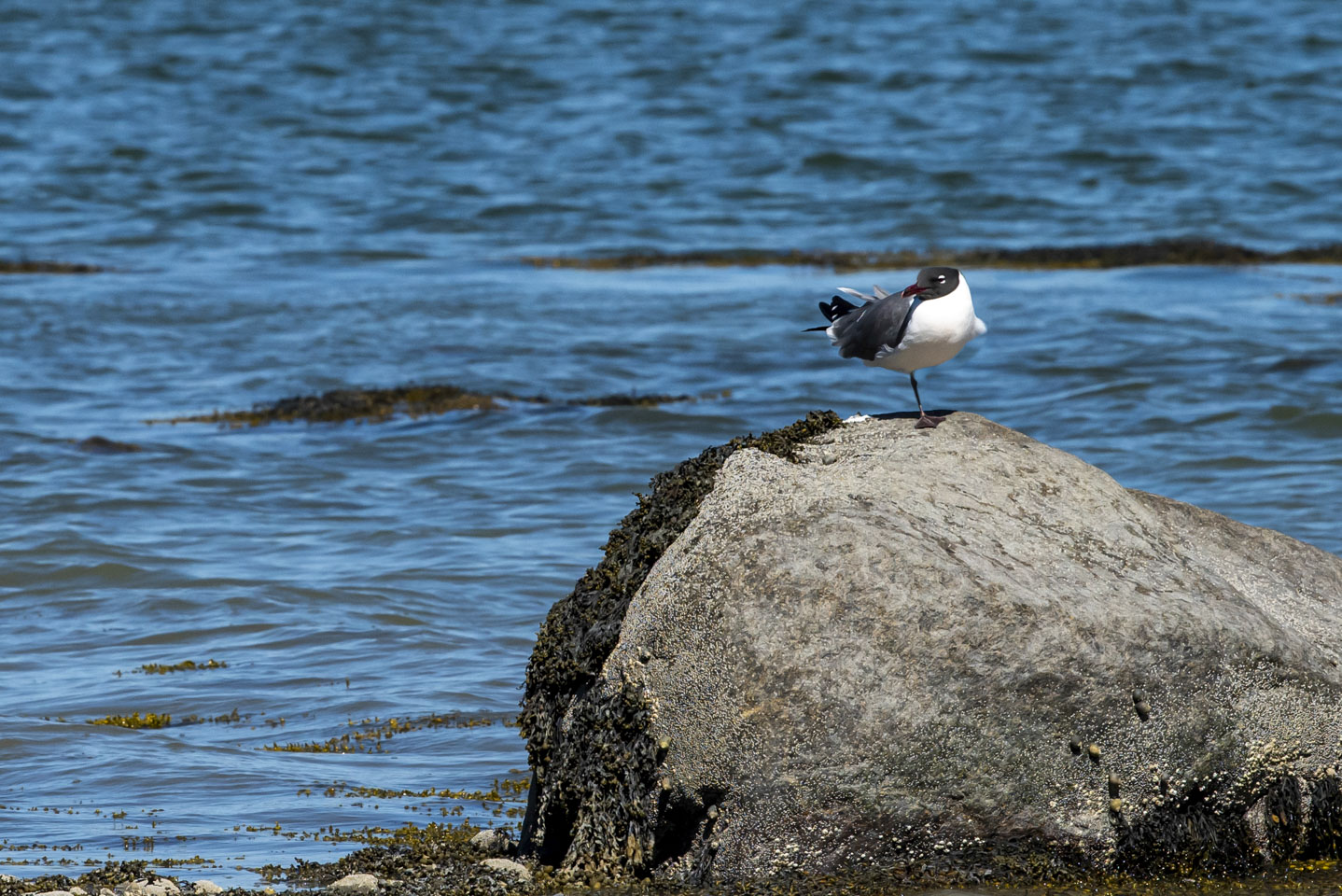 A laughing gull standing on one leg on a rock
