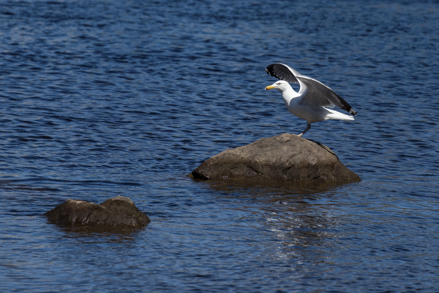 A herring gull on a rock with spread wings