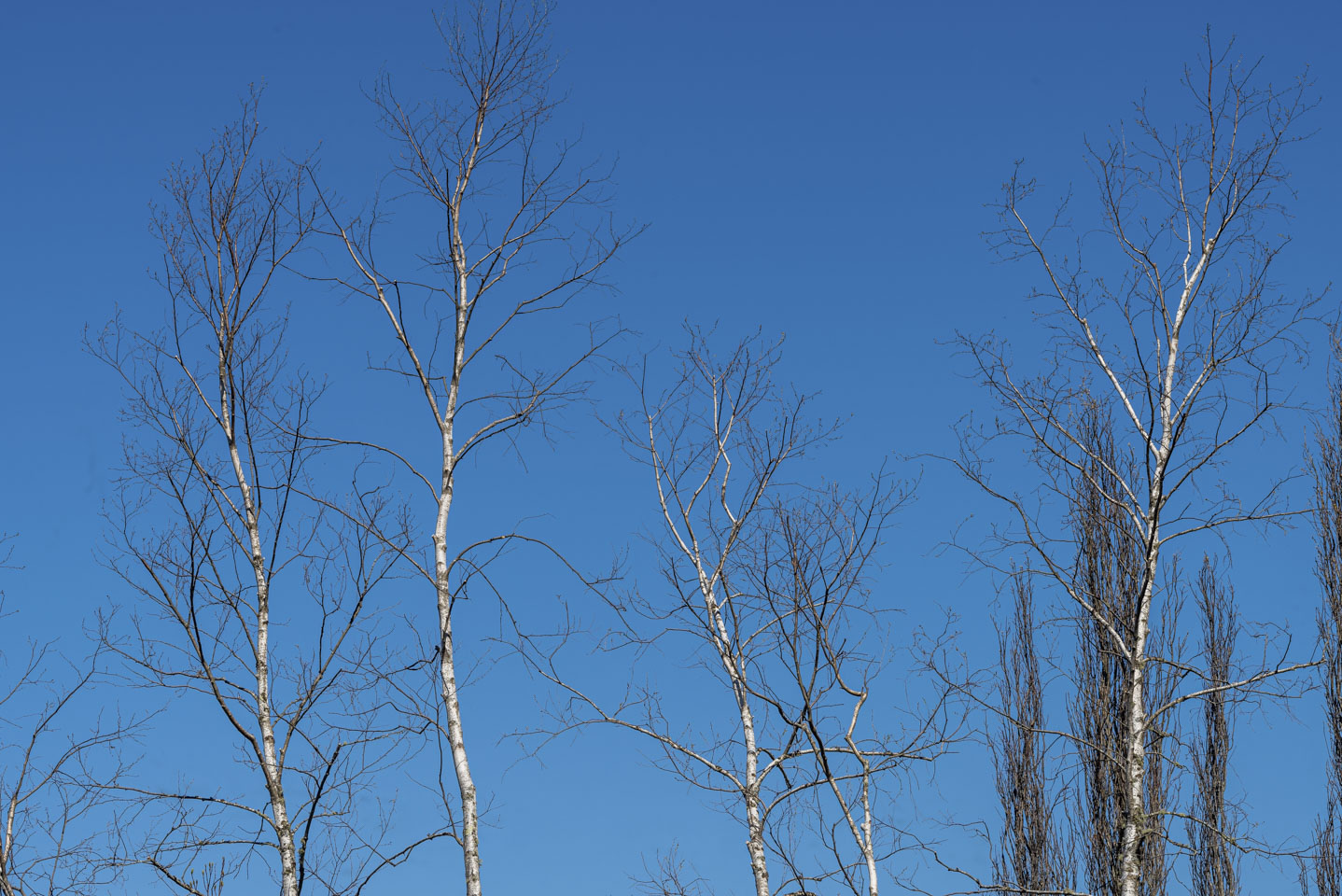 leafless trees against blue sky