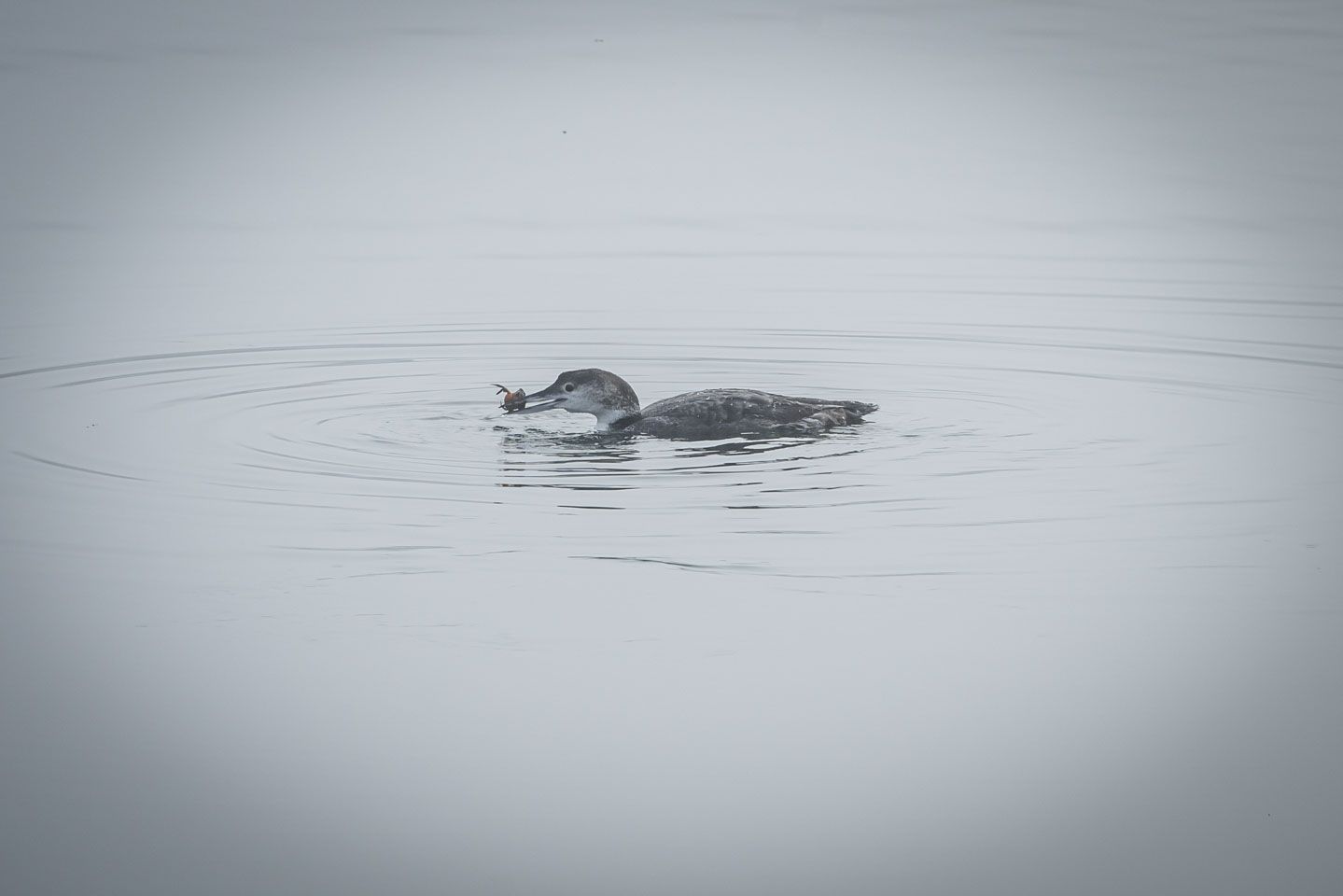 Female loon with a crab in its beak