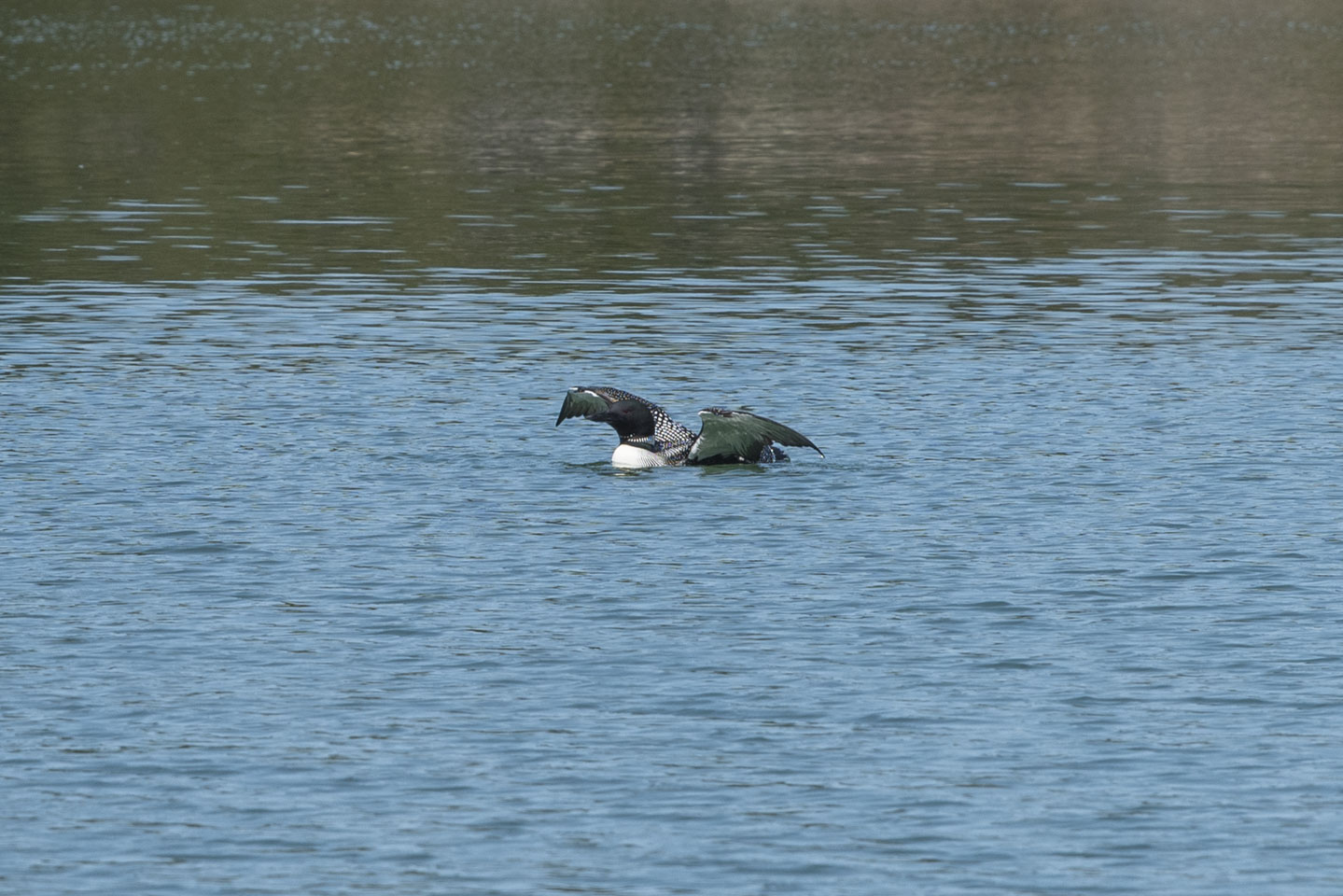 Loon in the water