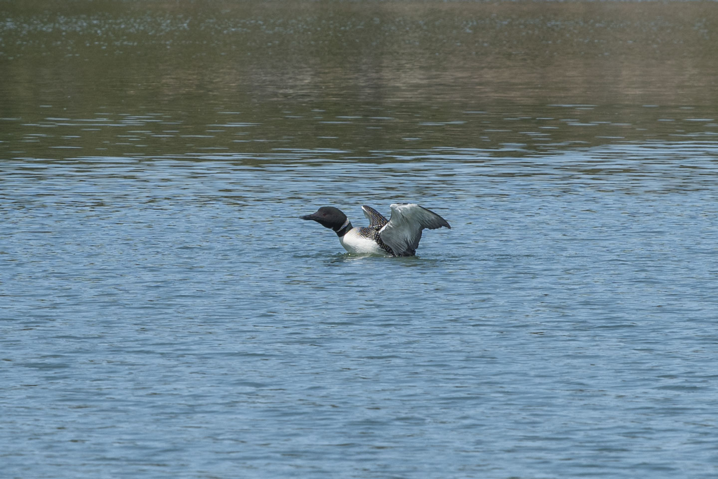 Loon in the water