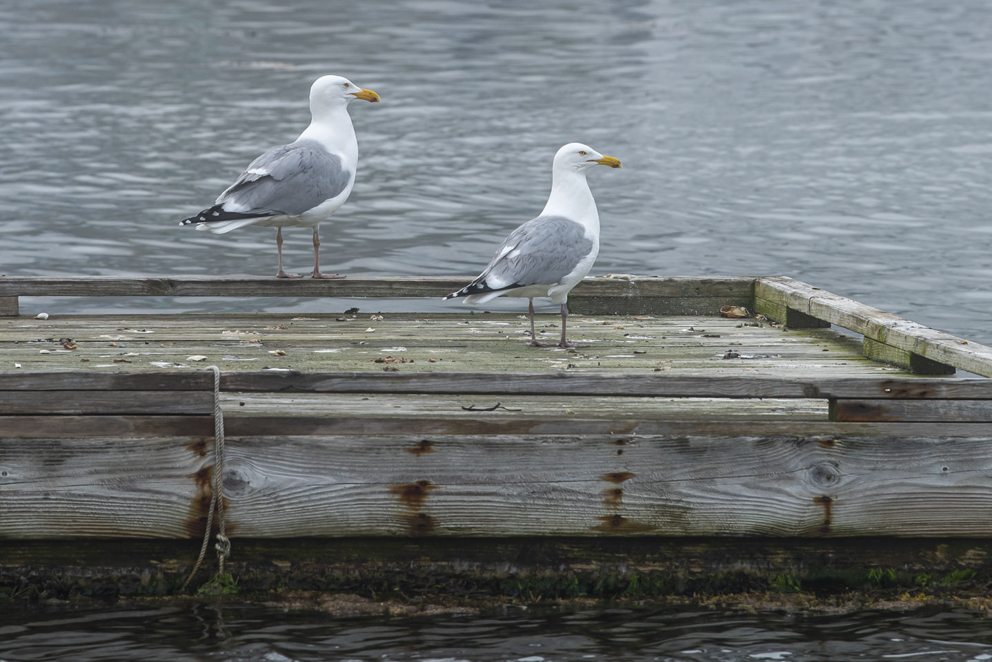 Two gulls looking off to the right