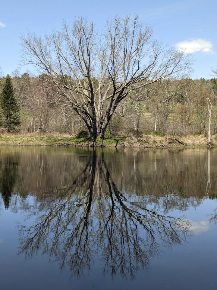 tree with reflection