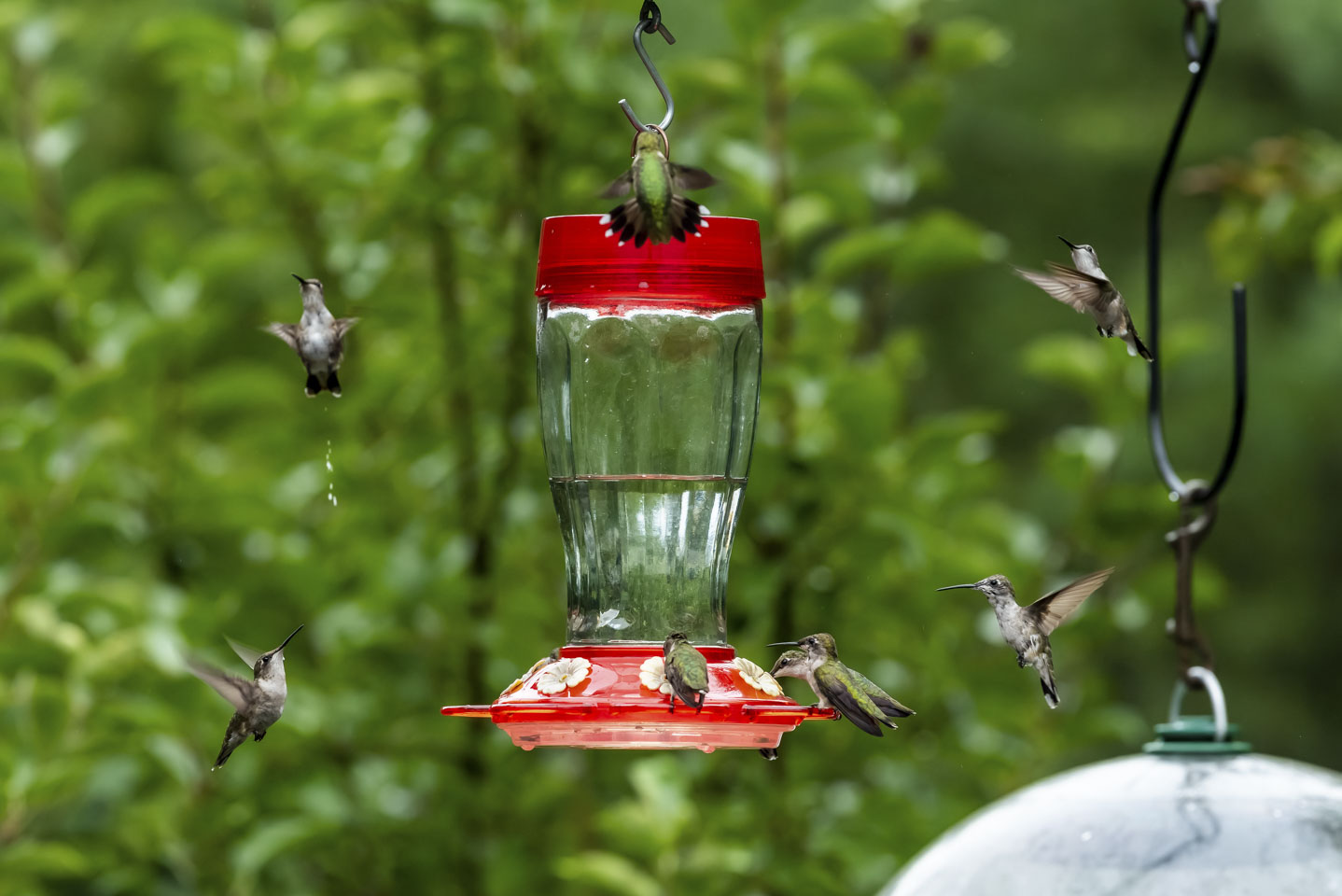 hummingbird feeder with many birds around it, including one pooping