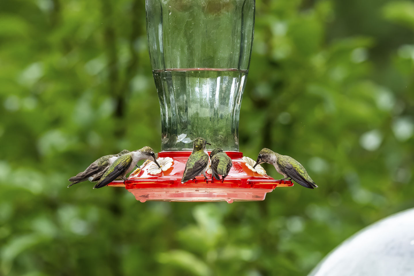 hummingbird feeder with a couple of birds sharing one port