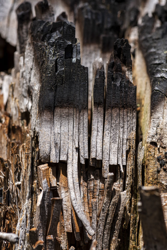 A close-up picture of a stump that had burnt