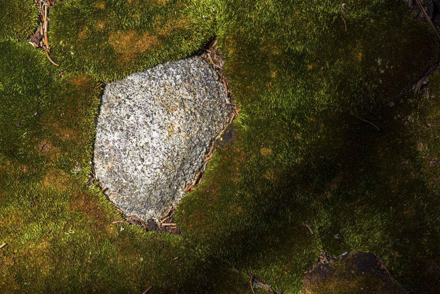A rock with moss around it