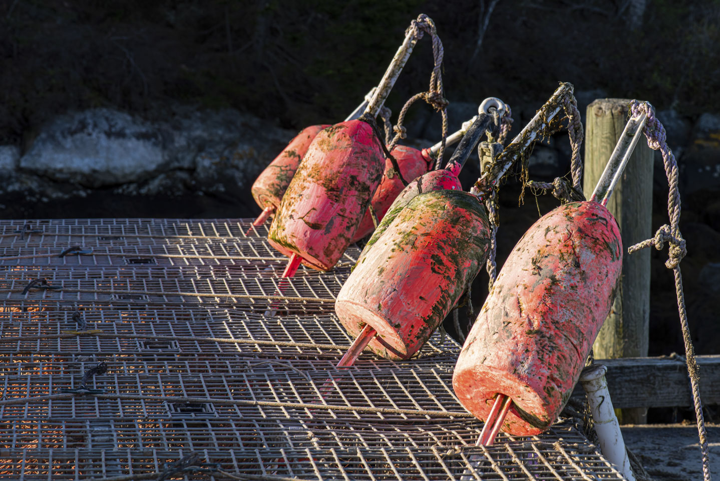 some buoys on lobster pots at Oliver's dock in Southport