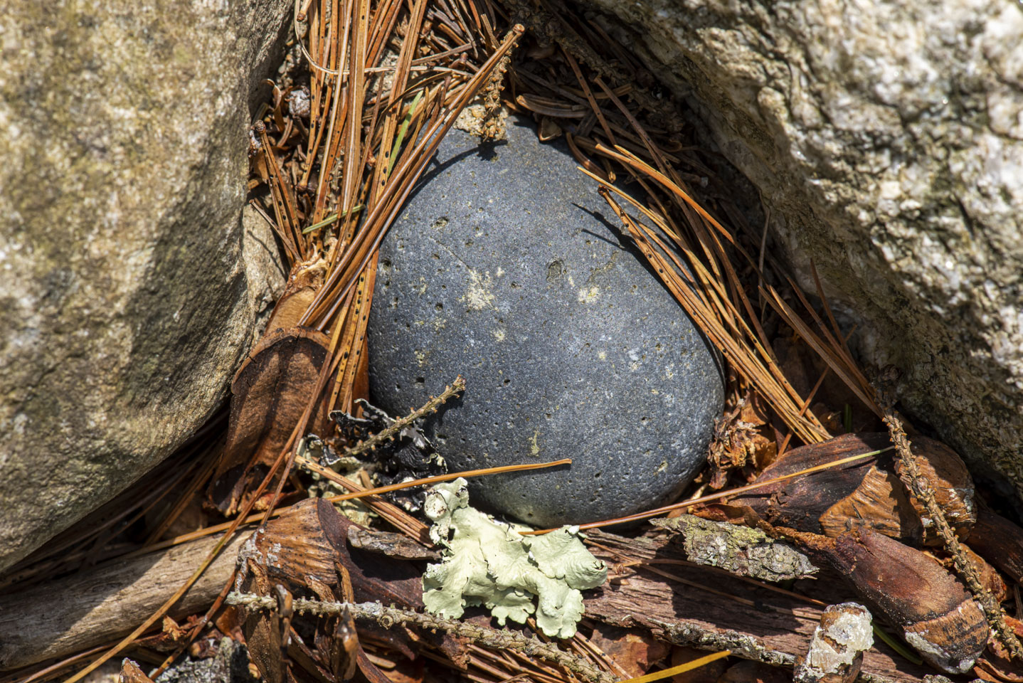 smooth gray rock surrounded by pine needles