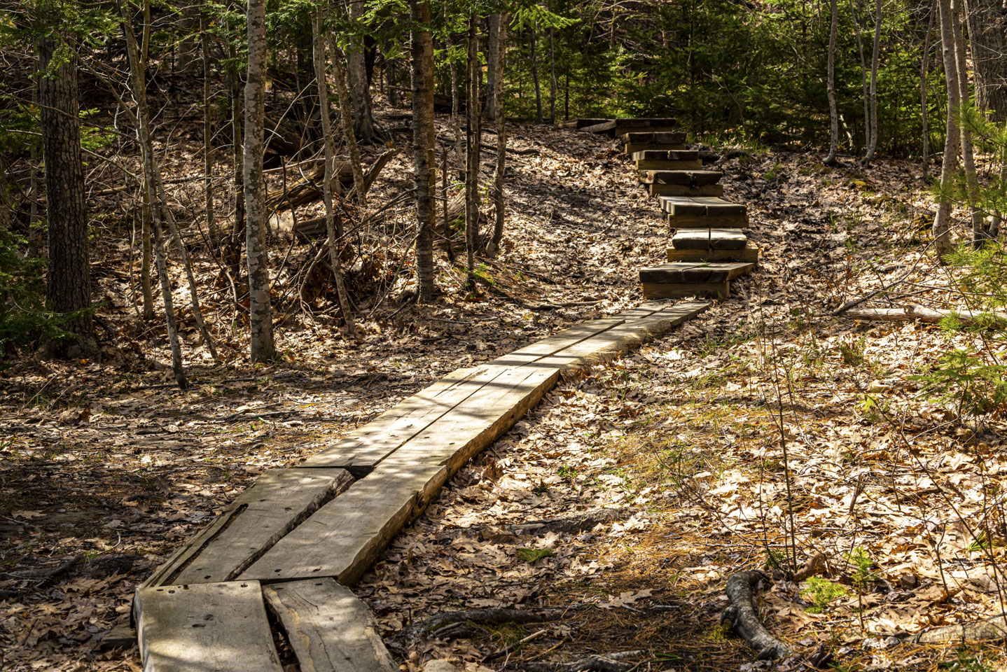 Trail in the woods with steps up a small rise