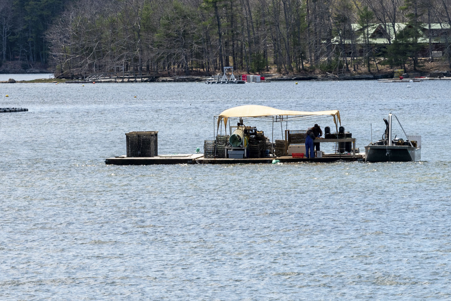 a float on the Damariscotta river where people are working at a table to sort oysters