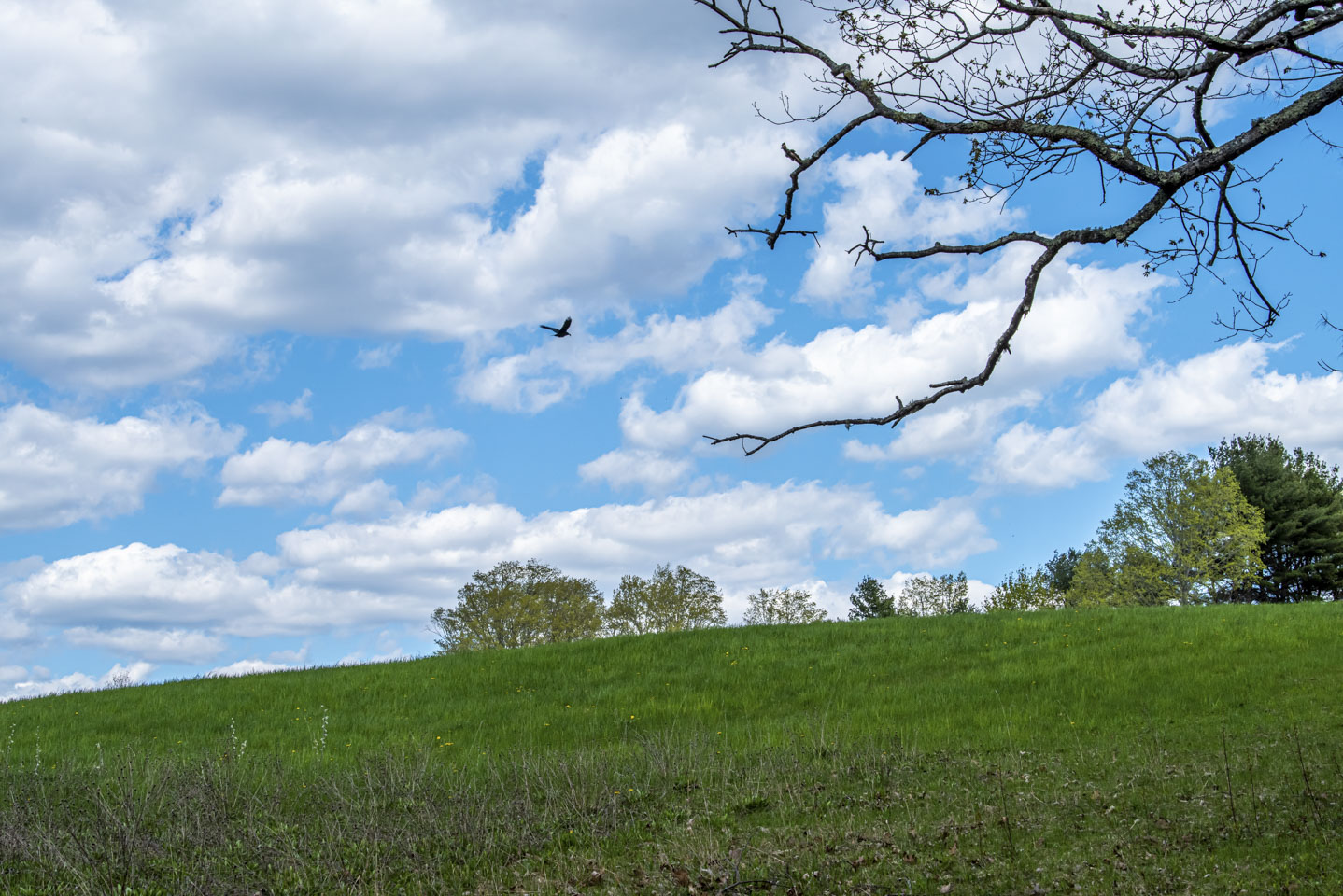 A bird flying over a field