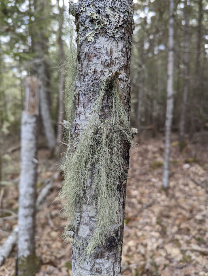 lichen draped on a stub of a branch