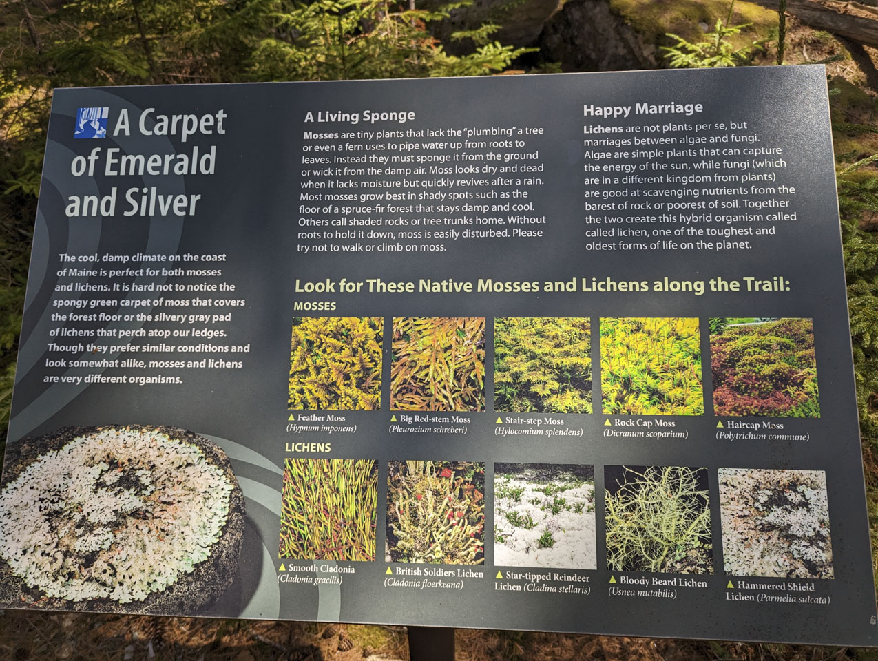 An informational sign describing moss and lichen.